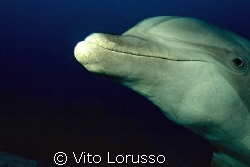 Dolphin by Vito Lorusso 